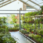 Bir bahçe merkezinde bir tesis satın alırken bu hatadan kaçının