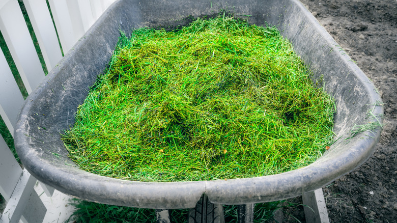 Taze çim kupürleri bir el arabasında toplanır