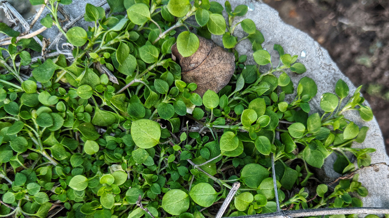 Korsikan Nane, bir ekicideki toprağı kaplar