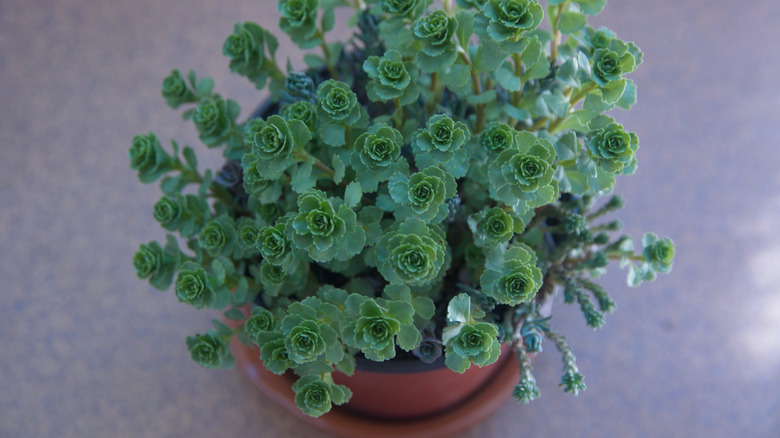 Tencerede Sürünen Stonecrop