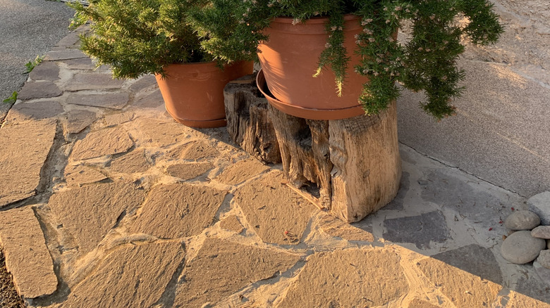 Ekicide sürünen biberiye