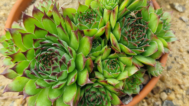 Tavuklar ve civcivler ekicide büyüyen etli bitkiler