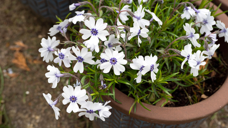 Bir kapta büyüyen yosun Phlox