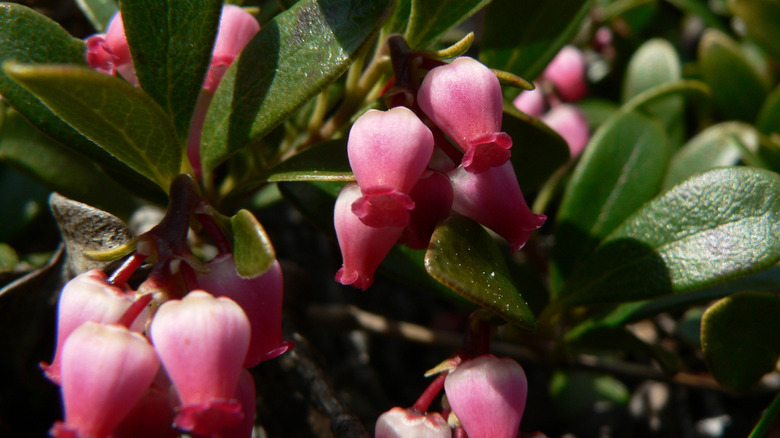 Pembe çiçeklerle Bearberry bitkisi