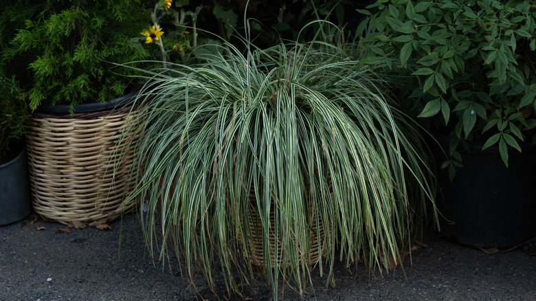 Ekicide büyüyen alacalı saz