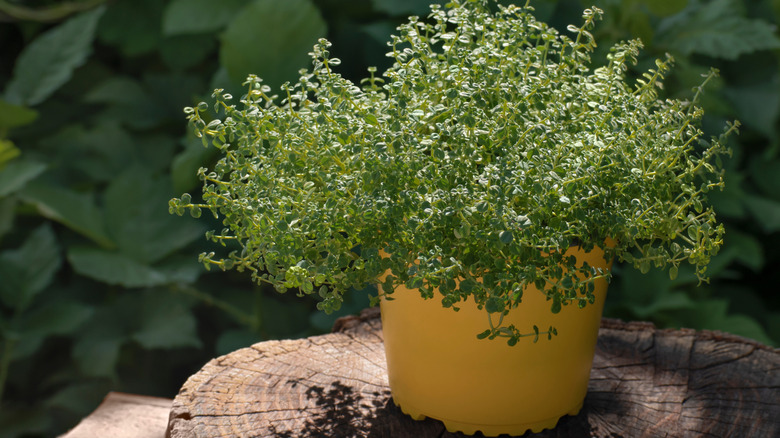 Kabın kenarına dökülen yeşillik ile kekik kabı