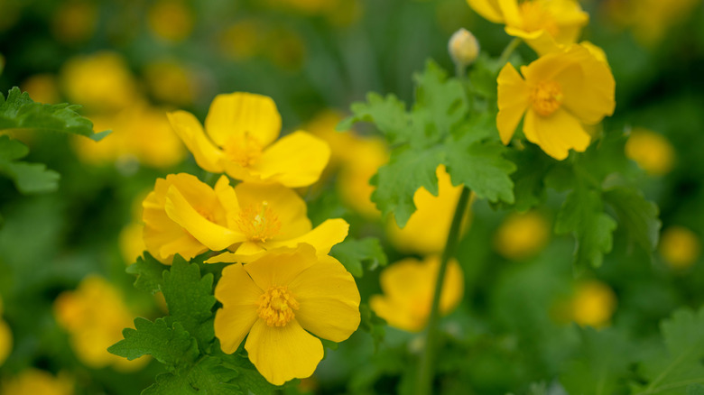 Ahşap haşhaşının sarı çiçekleri