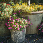 Konteyner bahçelerinde ve tencerelerde mutlu bir şekilde büyüyebilecek ve gelişebilecek 11 yer kapağı