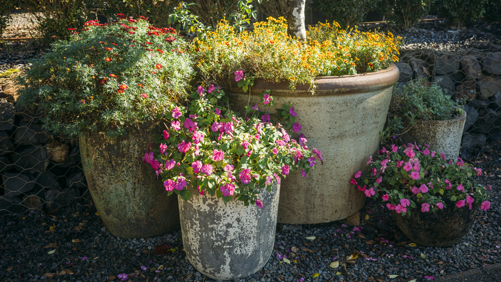Konteyner bahçelerinde ve tencerelerde mutlu bir şekilde büyüyebilecek ve gelişebilecek 11 yer kapağı