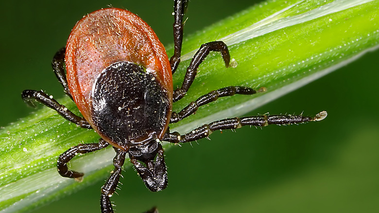 Kırmızı gövdeli geyik kene ve siyah baş ve bacaklar bir çim bıçağına oturur