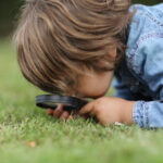 Keneler Vs Pire: Çimlerinizde Neler Saklanıyor Nasıl Bililir?