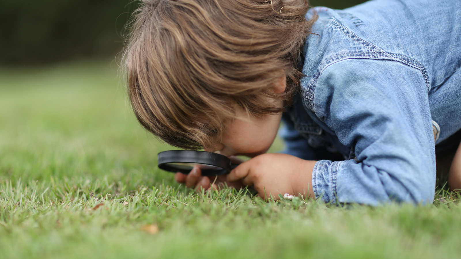 Keneler Vs Pire: Çimlerinizde Neler Saklanıyor Nasıl Bililir?