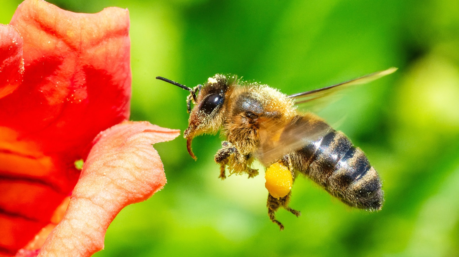 Taziplayıcıları bahçenize daha erken çekmek için büyümeniz gereken tatlı çiçek