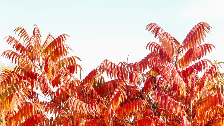 Kırmızı sonbahar yaprakları ile sumac ağacı