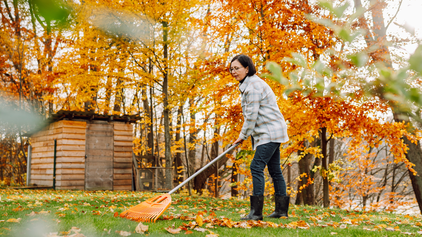 Kuşların ve tozlayıcıların sevdiği bahçenizde büyüyebileceğiniz çarpıcı sonbahar renklerine sahip ağaç