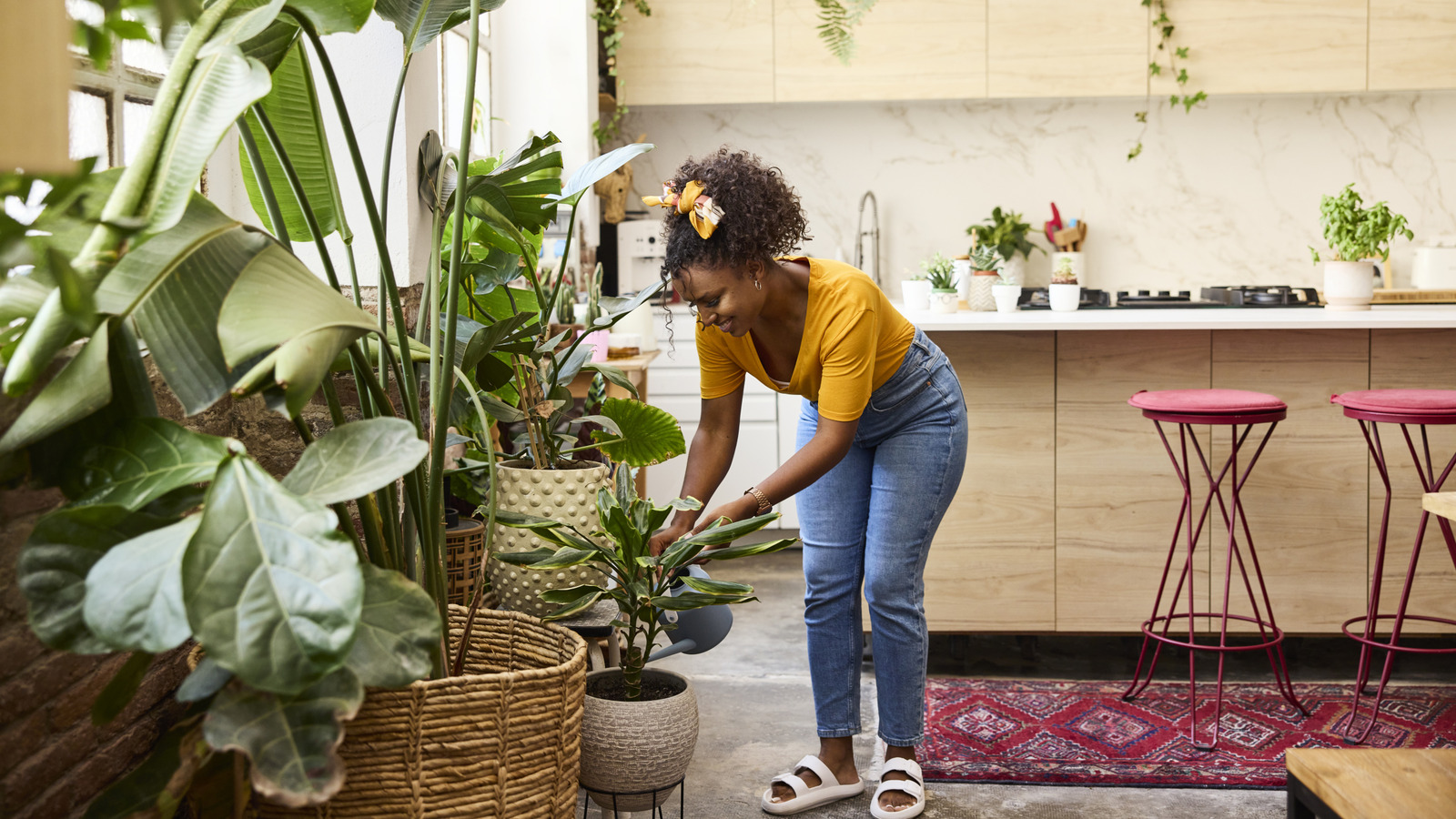 Öldürmek neredeyse imkansız olan çok yıllık ev bitkisi (yeşil başparmak gerekmez)