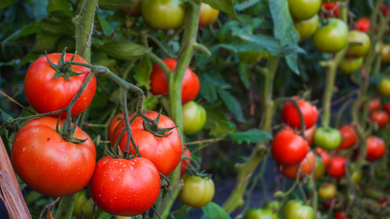 Bir domates mahsulü arka plana doğru uzanır, sağlıklı kırmızı ve yeşil meyveler görünür.