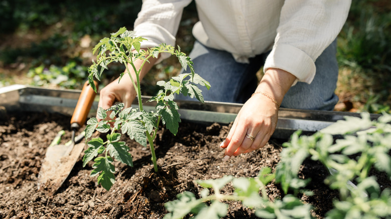 Domates, diğer bitkilerin yanında bir bahçe yatağına dikiliyor.