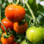 Zararlıları domateslerinizden uzak tutmaya yardımcı olan kolay ekim yöntemi