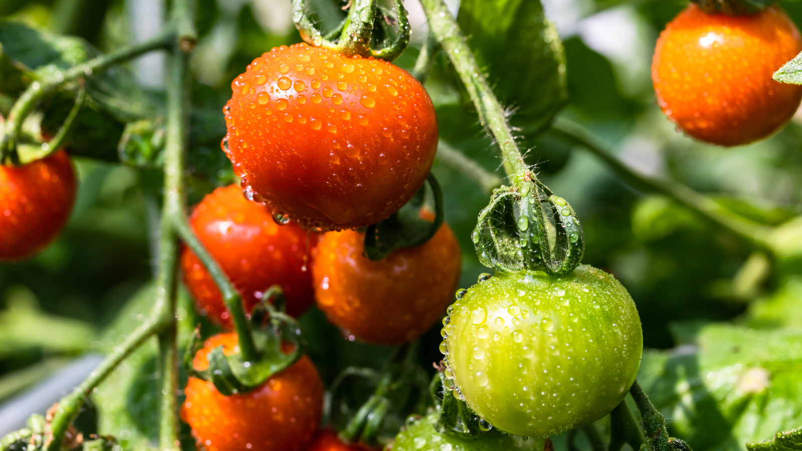 Zararlıları domateslerinizden uzak tutmaya yardımcı olan kolay ekim yöntemi