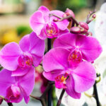 Yepyeni bir görünüm için orkide çiçek asmanın çarpıcı yolu