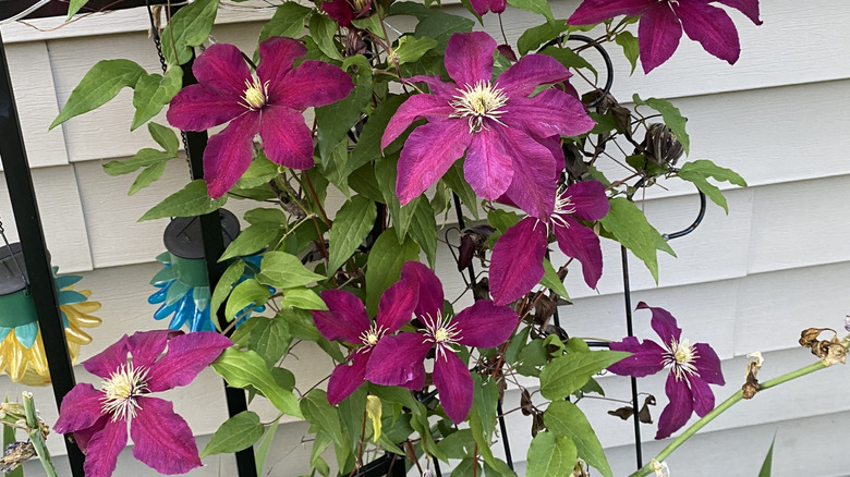 Clematis, bir iniş borusu etrafında işe yarayacak gibi kavisli bir kafes tırmanıyor