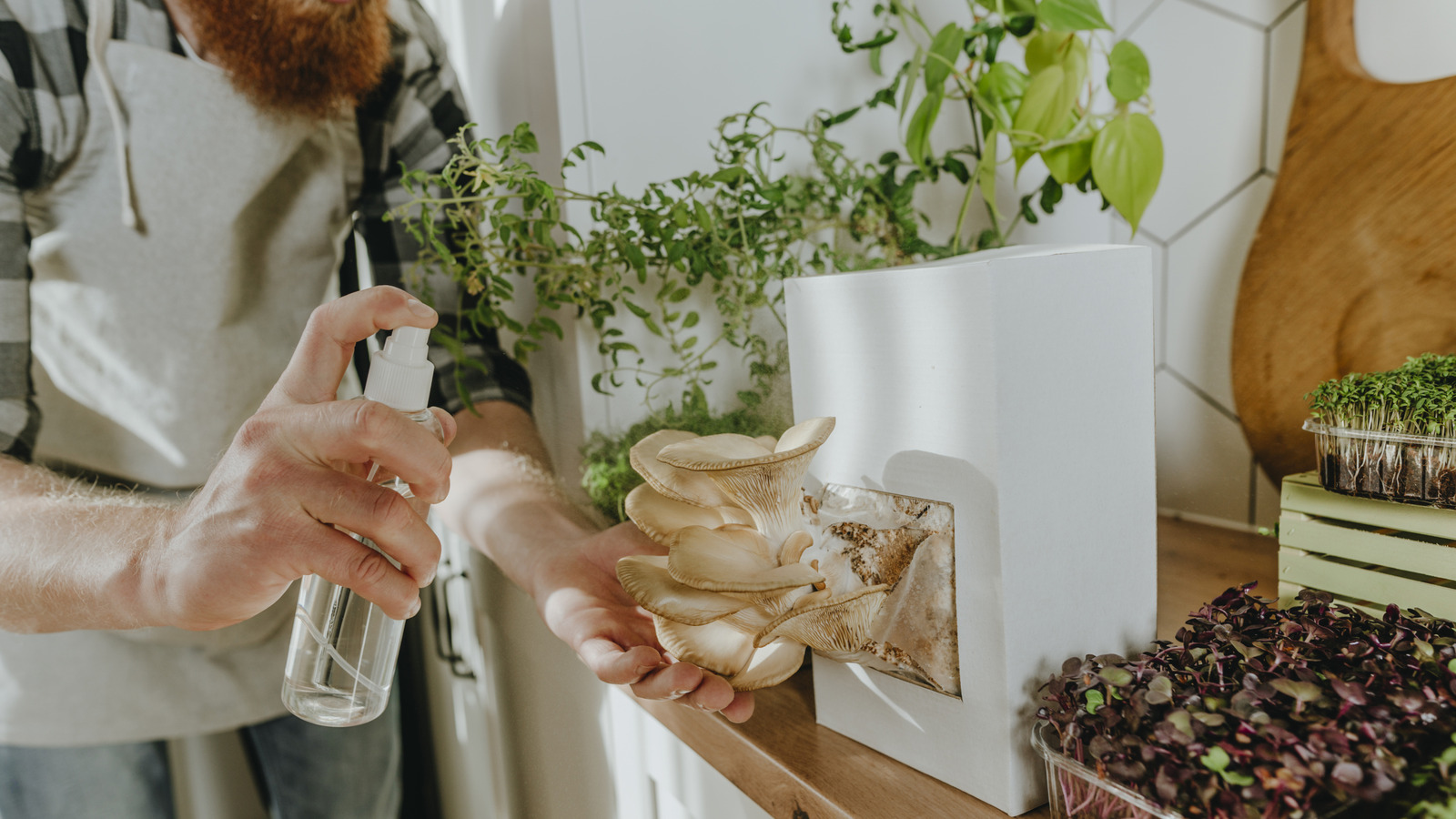 17 mantar evde büyüyor olmalısınız