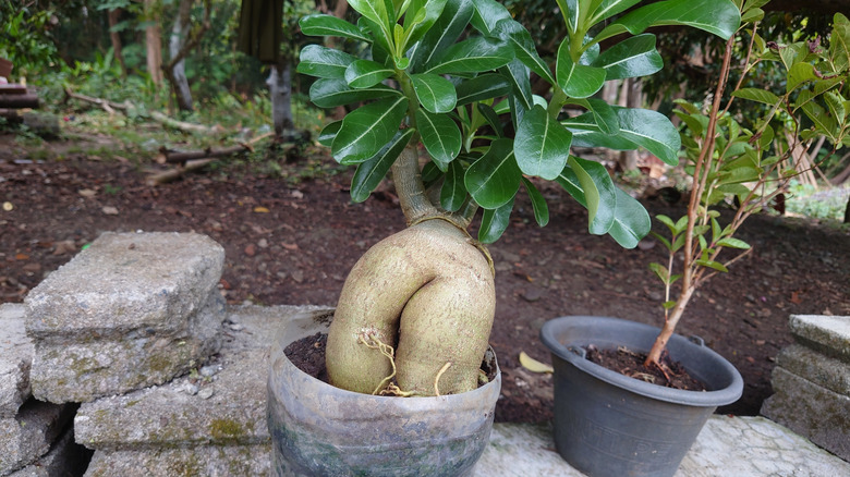 Kalın bir gövdeli bir çöl gülü