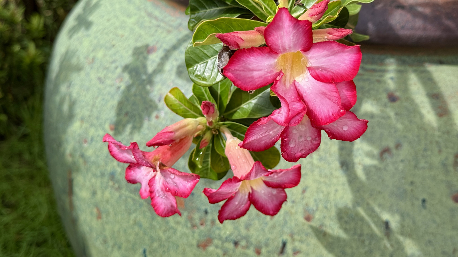 Çöl güllerini çoğaltmanın en iyi yolu çiçeklerinizi çarpmak için