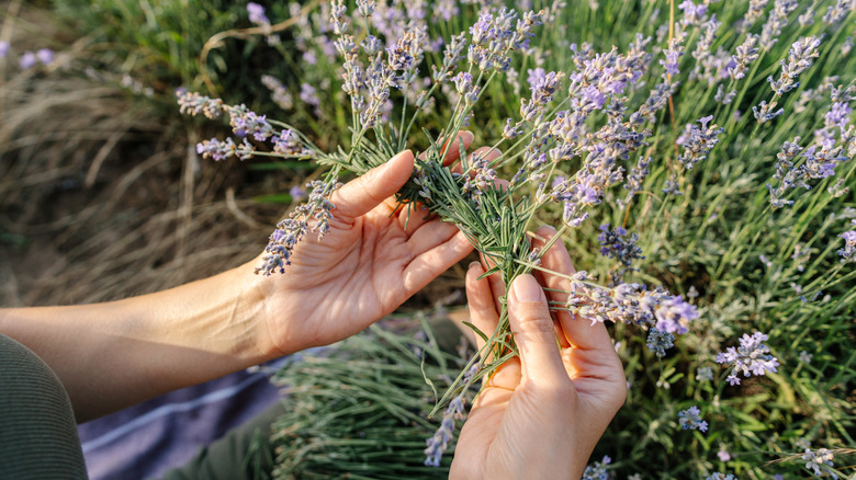 Lavanta dallarını hasat eden eller