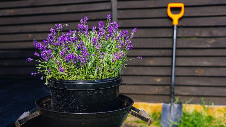 Çitlere karşı lavanta ve kürek kabı