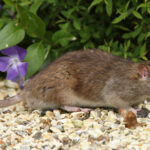 Bu zemin örtüsünün kokusu çok yıllık fareleri gerçekten evinizden ve bahçenizden uzak tutuyor mu?