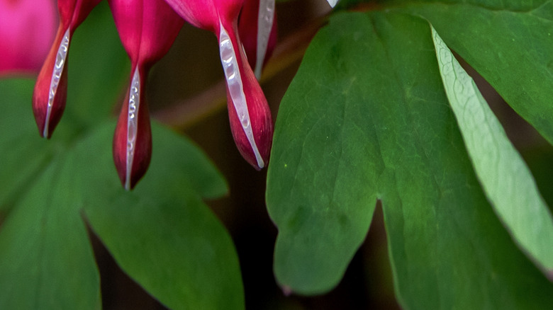 Kanayan kalpler çiçek tam çiçek