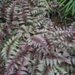 Japon boyalı eğrelti otlarını güzelce tamamlayan küçümseyen arkadaş bitkisi