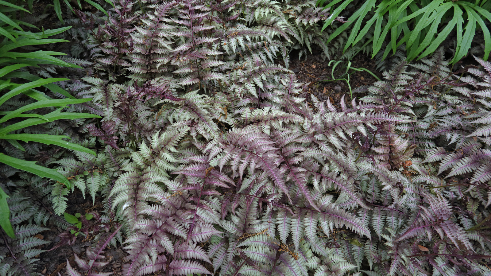 Japon boyalı eğrelti otlarını güzelce tamamlayan küçümseyen arkadaş bitkisi