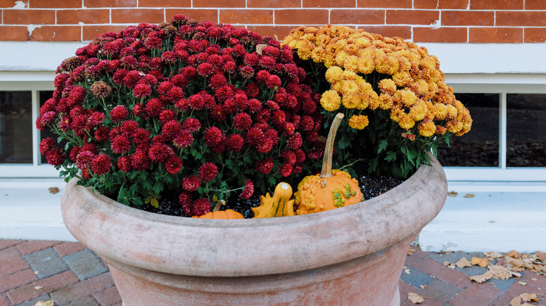 Saksalı annelerin kabaklı düzenlemesi