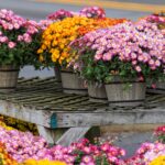 Tüm sezon kalıcı sonbahar rengi için anneler satın almak için yılın en iyi zamanı