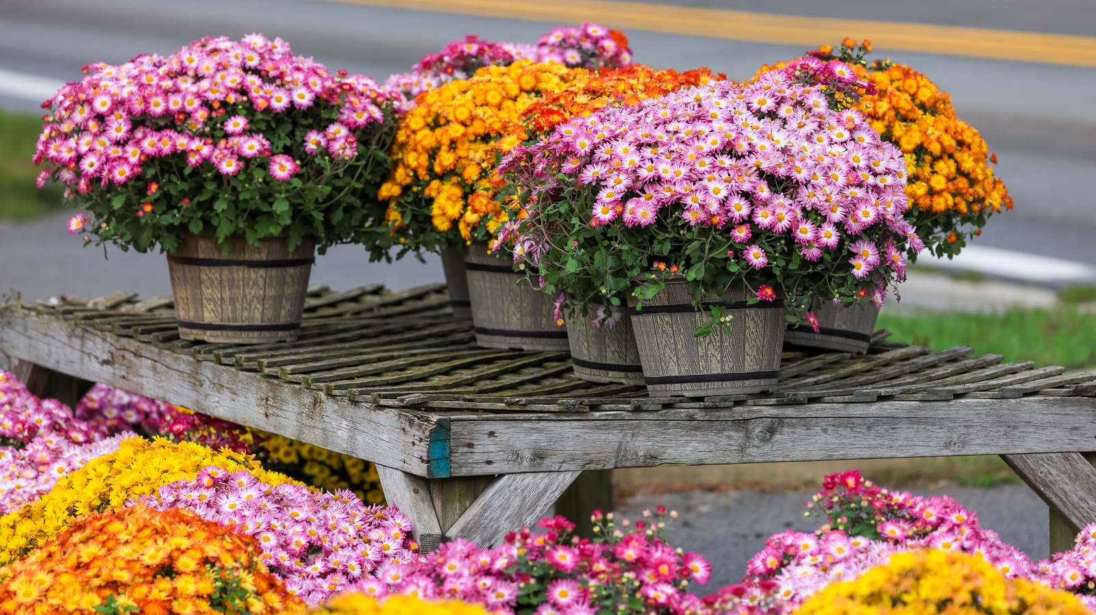 Tüm sezon kalıcı sonbahar rengi için anneler satın almak için yılın en iyi zamanı