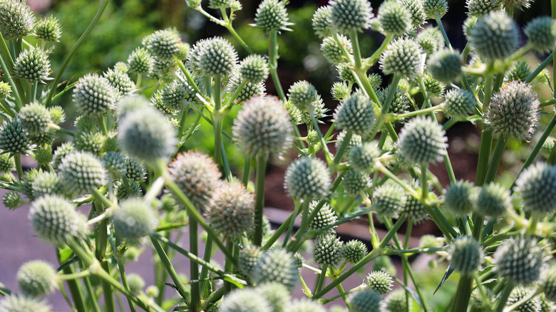 Rattlesnake Master adlı yerli çok yıllık bitkinin kendine özgü çiçek kafaları.