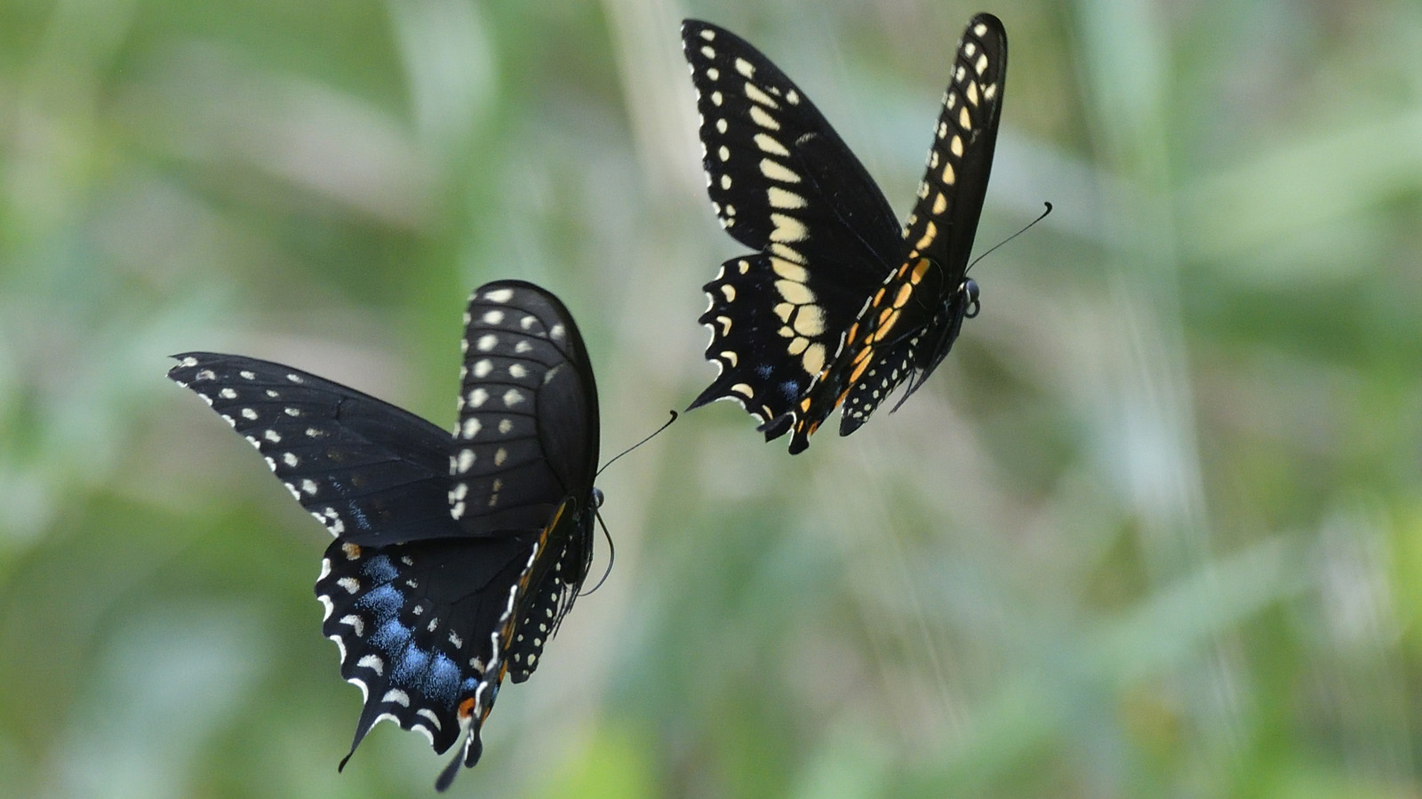 Bahçenize akın kelebekleri olacak tatlı kokulu çok yıllık bitki