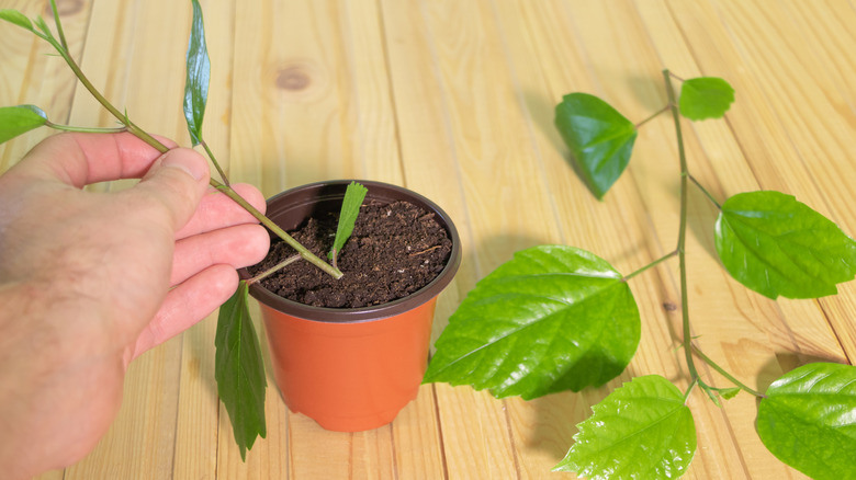 Bir tencereye bir hibiscus kesim yerleştiren bir elin yakın çekimi; Gür yaprakları ile bir başka kesim de tencerenin yanına uzanmaktır.