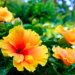 Basit bir yayılma tekniği ile daha güzel hibiscus bitkileri büyütün