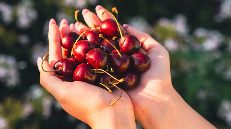Eller, berrak mavi gökyüzü altında yemyeşil bir bahçe ile çevrili bir ağaçtan taze olarak alınmış çeşitli olgun kırmızı kirazları bulur.