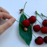 Mutfak hurdalarından bir kiraz ağacı nasıl yetiştirilir (ve buna değerse)