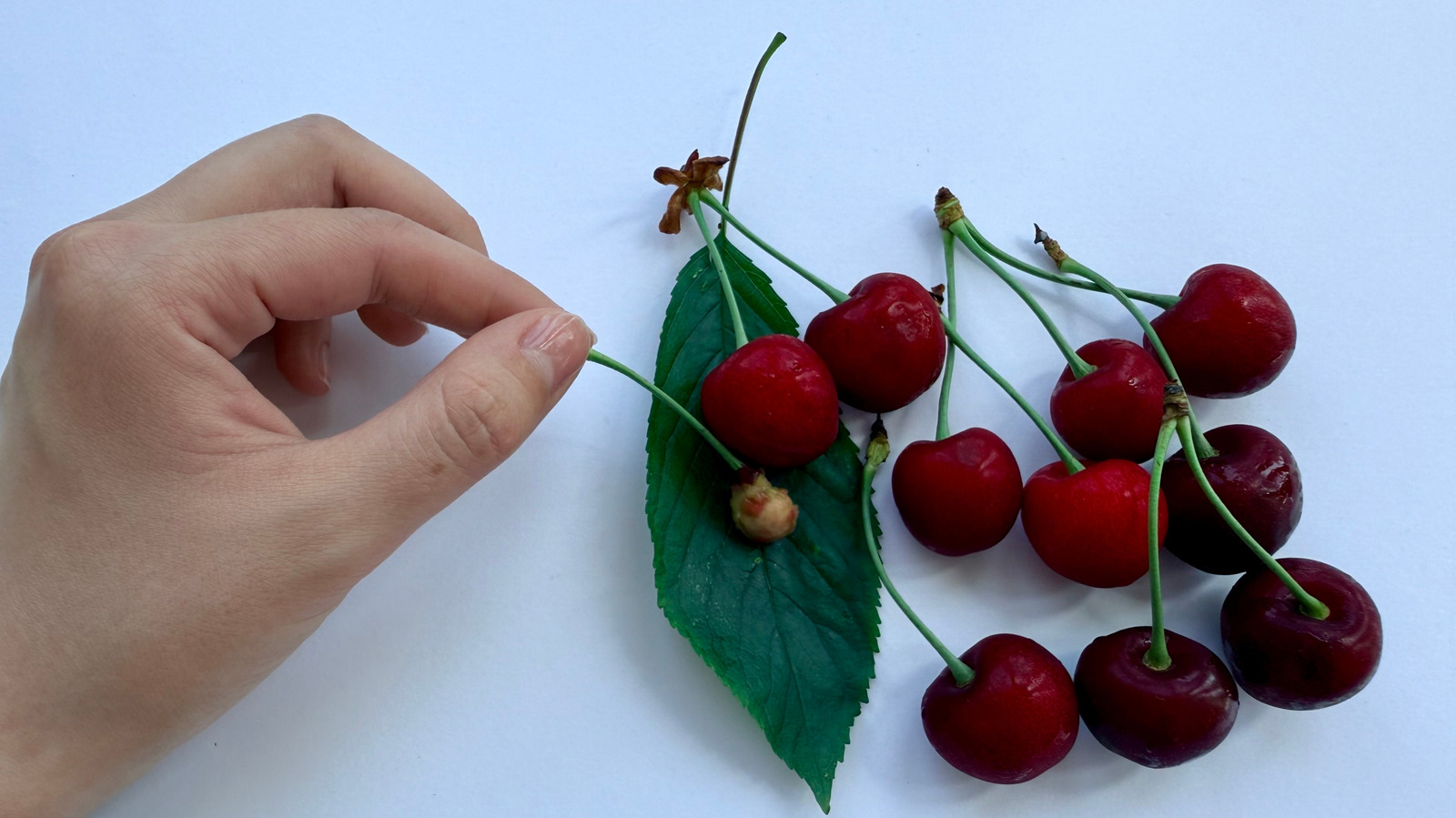 Mutfak hurdalarından bir kiraz ağacı nasıl yetiştirilir (ve buna değerse)