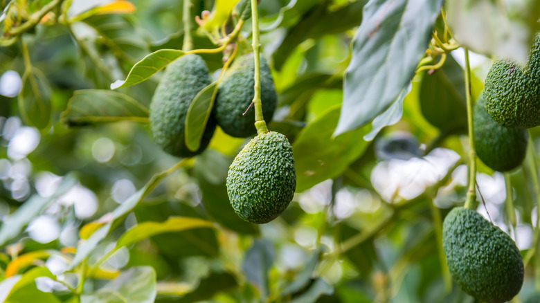 Ağaç üzerinde avokado meyvesi