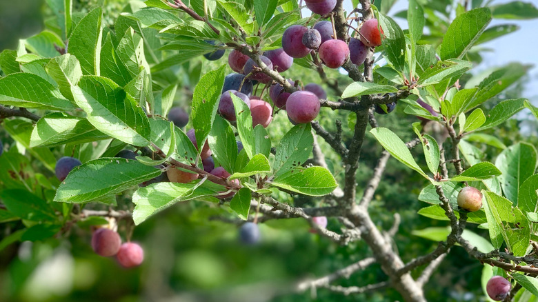 Bir ağaçta plaj erik meyveleri