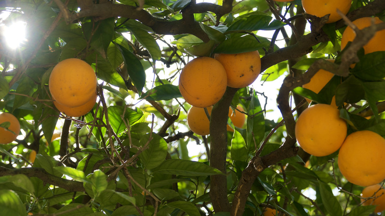 Ağaçta göbek portakalları