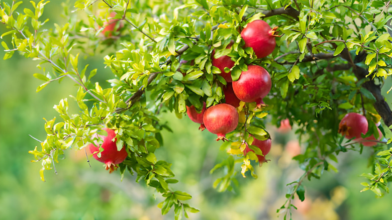 Ağaçta büyüyen nar meyvesi