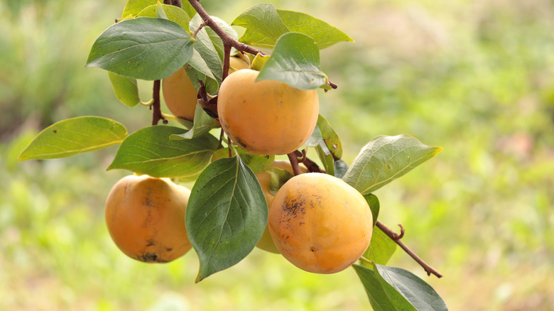 Serimmonlarla ağaç dalı